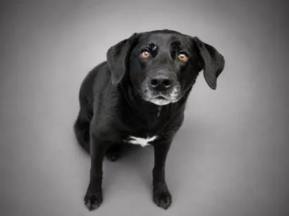 An adult large-sized female Labrador Retriever dog named Delilah for adoption in Bowling Green, KY