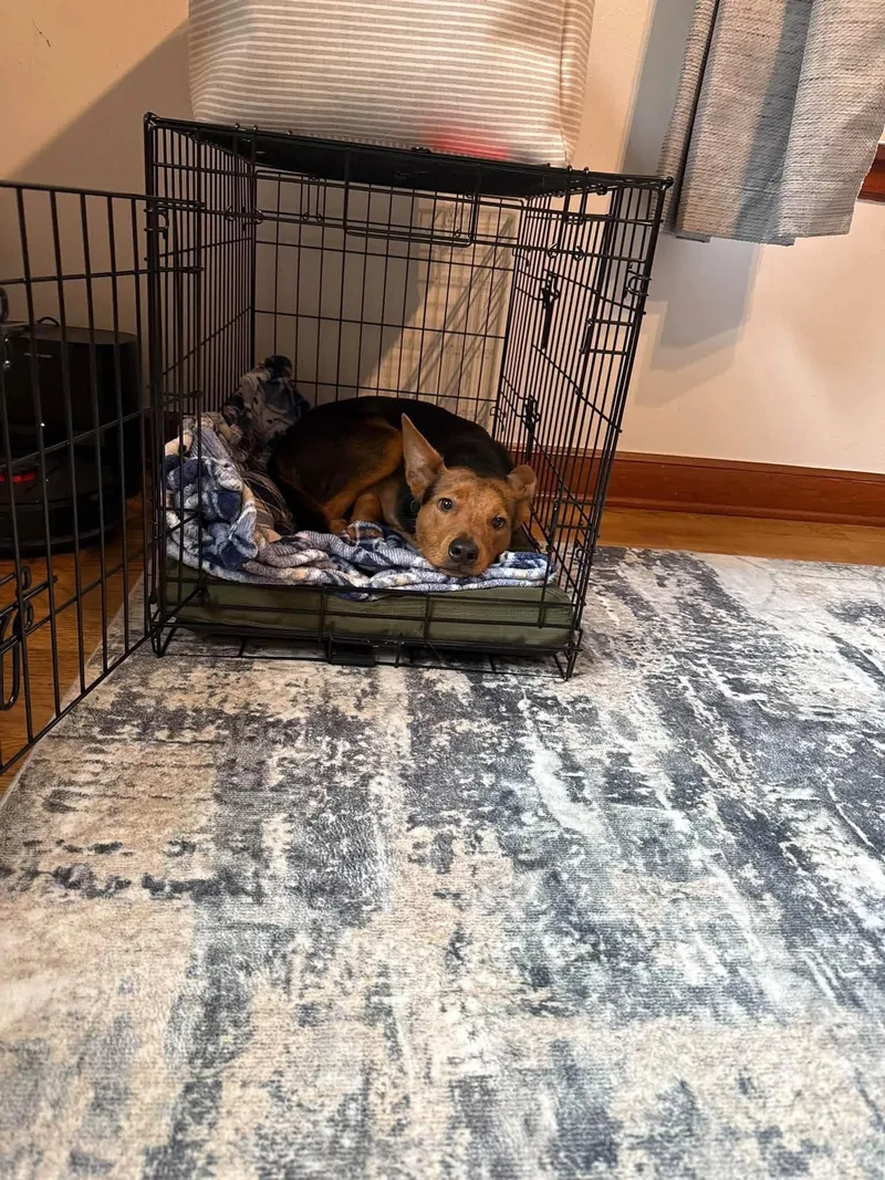 A baby medium-sized male German Shepherd Dog dog named Finch for adoption in New London, WI