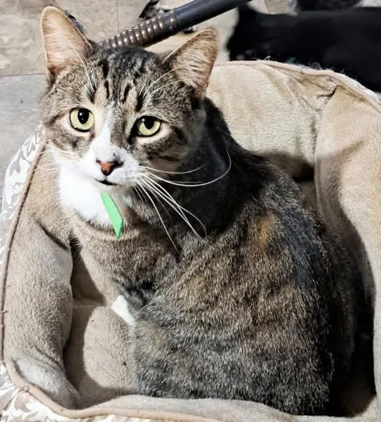 An adult medium-sized male Tabby (Brown / Chocolate) Domestic Short Hair cat named Kryptonite for adoption in Mansfield, OH