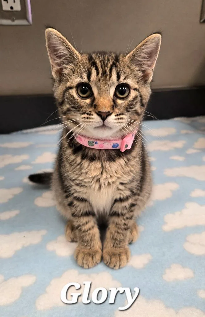 A baby small-sized female Domestic Short Hair cat named Glory for adoption in Sidney, OH