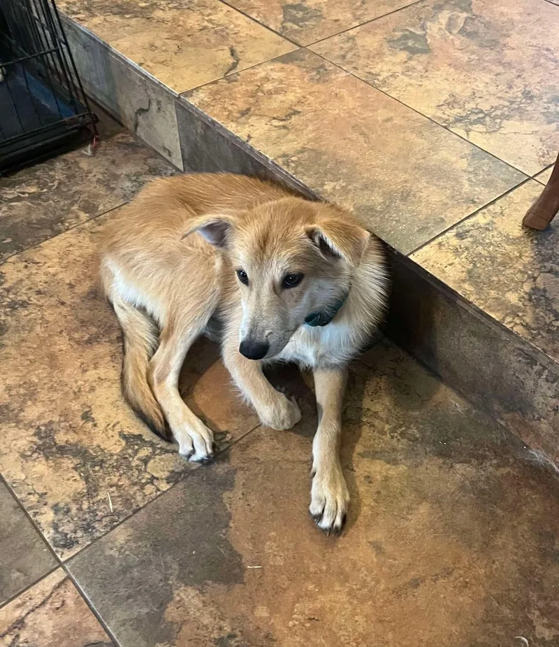 A baby medium-sized female Yellow / Tan / Blond / Fawn Shepherd dog named Sandy for adoption in San Antonio, TX