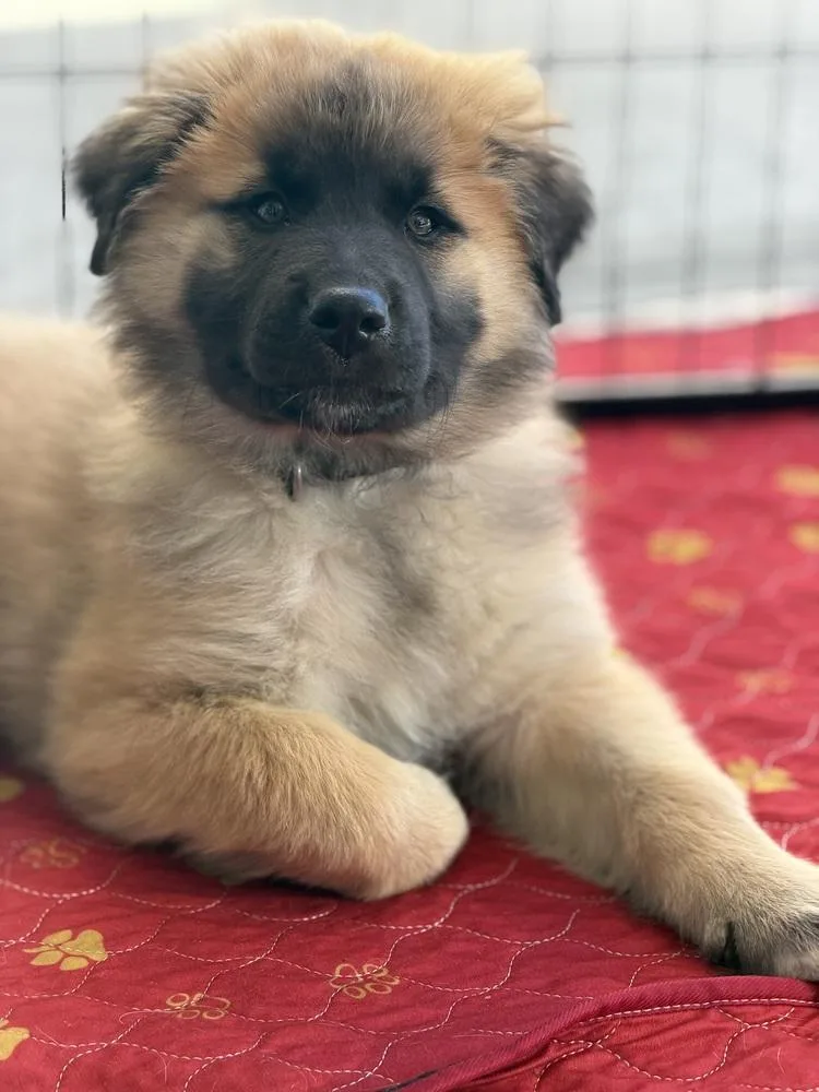 Nala Pacifica thumbnail 2