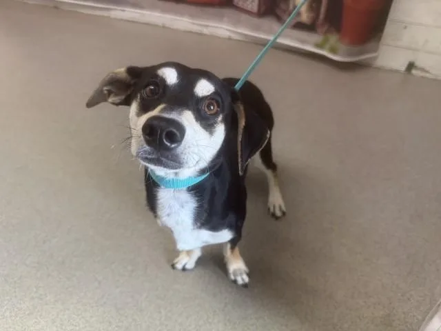 A young small-sized male Chihuahua dog named Iggy for adoption in San Bernardino, CA