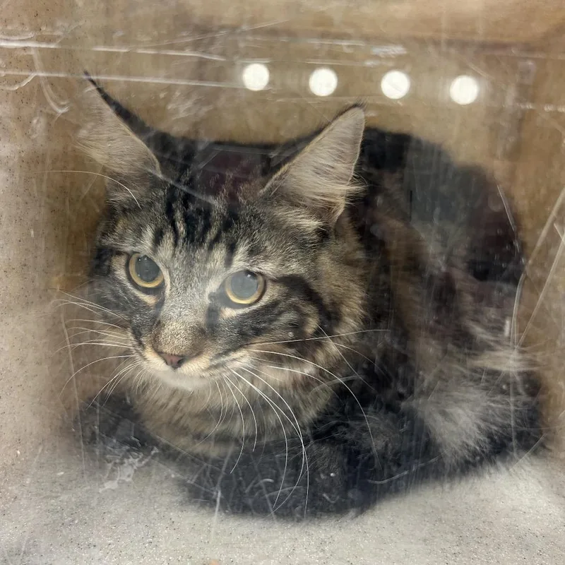 A young medium-sized male Brown / Chocolate Domestic Medium Hair cat named Momo for adoption in Reno, NV