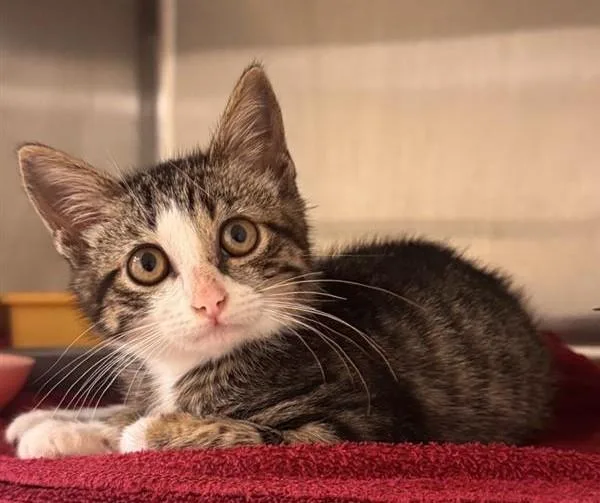 A baby medium-sized female Domestic Short Hair cat named Sylvie for adoption in Statesville, NC