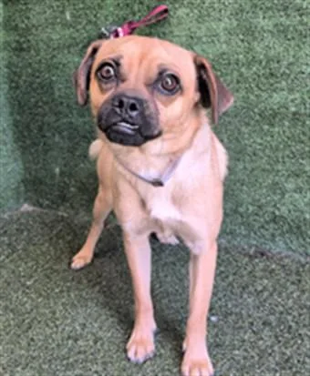 A young small-sized male Pug dog named Omar for adoption in Lancaster, CA
