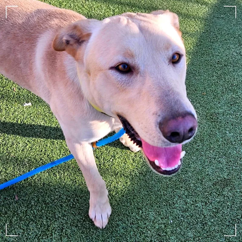 An adult large-sized male Yellow / Tan / Blond / Fawn Labrador Retriever dog named Marvin for adoption in Upland, CA