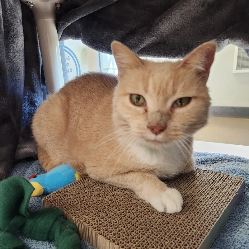 A senior medium-sized female Buff / Tan / Fawn Domestic Short Hair cat named Nella for adoption in Fort Wayne, IN