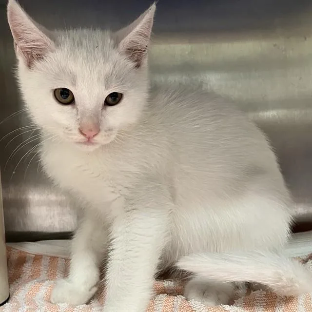 A baby small-sized male Domestic Short Hair cat named Cloud for adoption in Alameda, CA