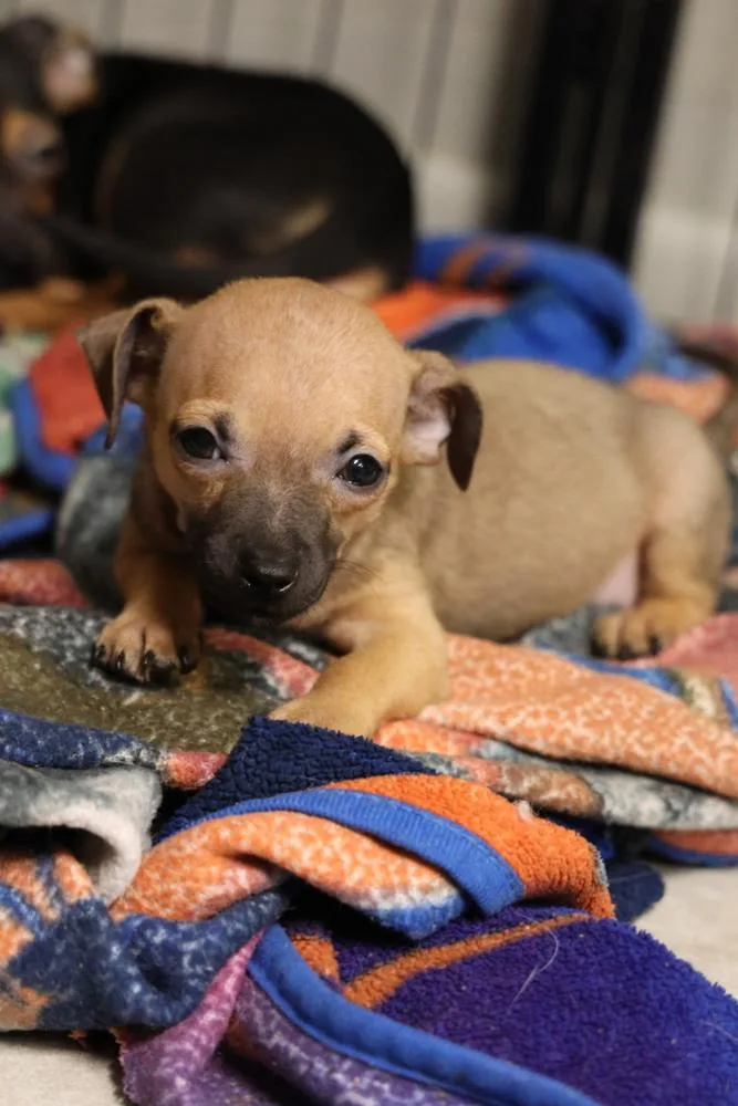 A baby small-sized male Brown / Chocolate Chihuahua dog named Zeezee for adoption in Tucson, AZ