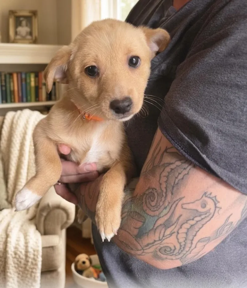 A baby small-sized male Chihuahua dog named Dave for adoption in New York, NY