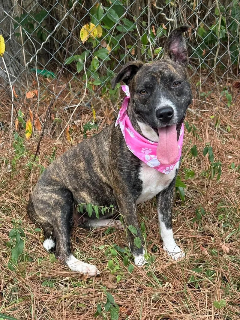 A young medium-sized female Mixed Breed dog named Skye for adoption in Northwood, NH