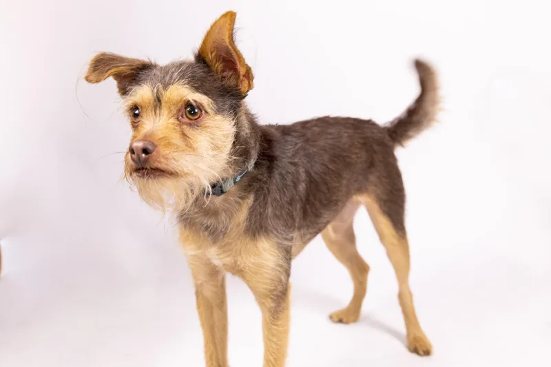 Minnie And Her Handsome thumbnail 2