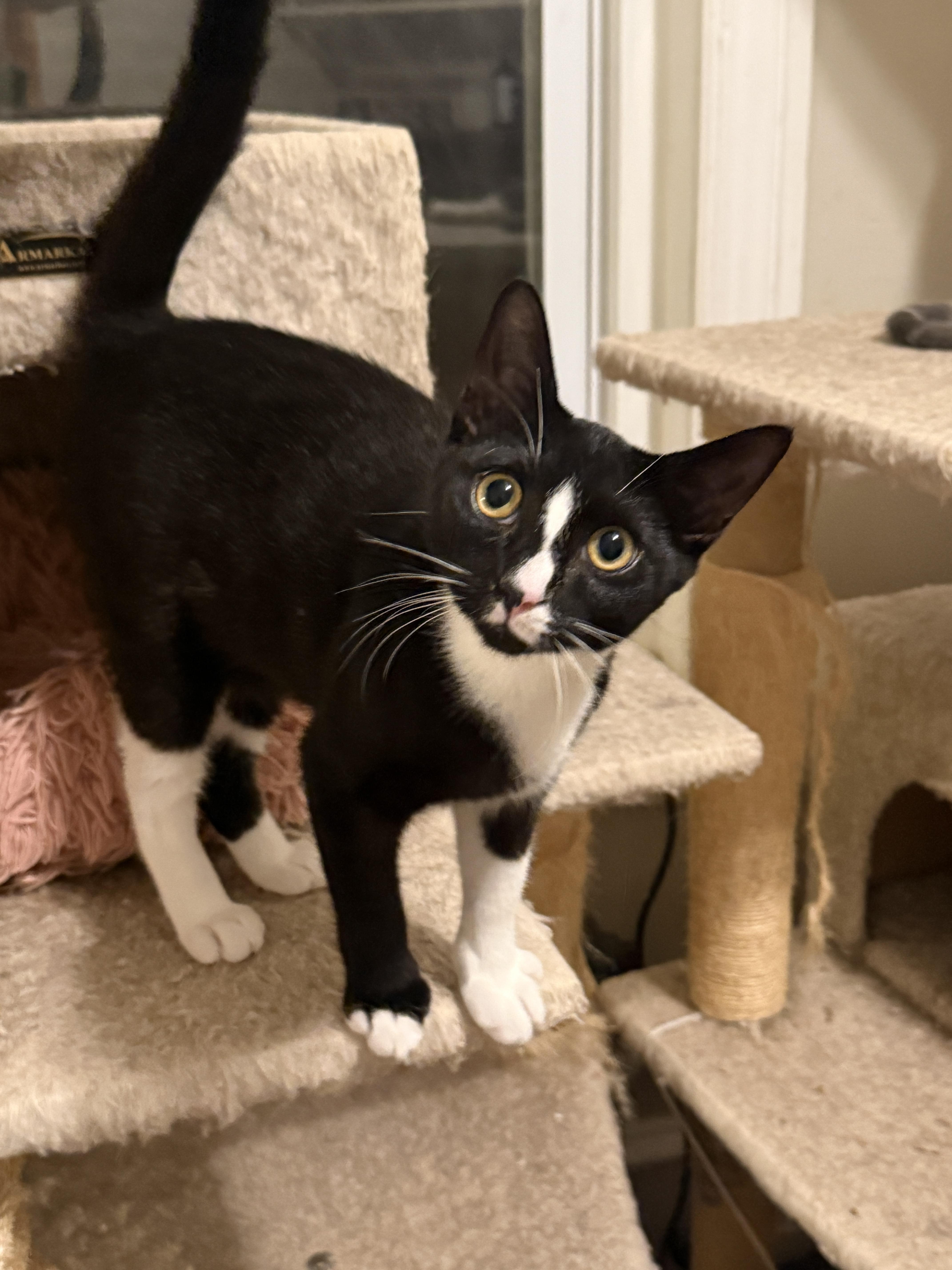 A young small-sized female Domestic Short Hair cat named Teagan for adoption in Philadelphia, PA