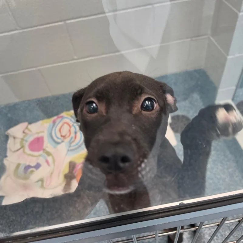 A baby small-sized female Pit Bull Terrier dog named Star for adoption in Greensboro, NC