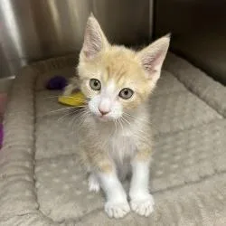 A baby small-sized male Buff / Tan / Fawn Domestic Short Hair cat named Billabong for adoption in Bullhead City, AZ