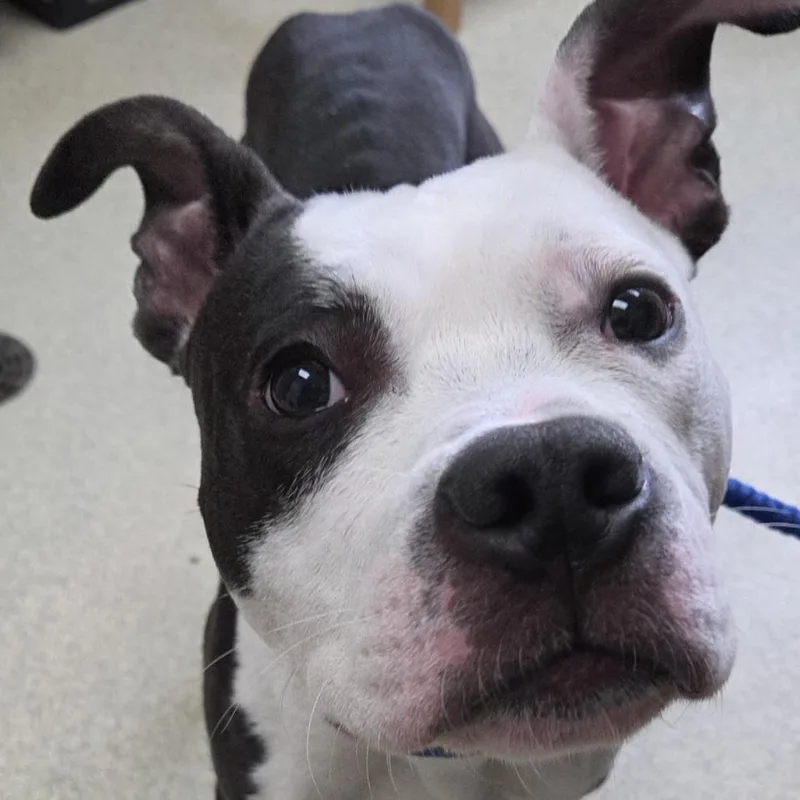 A young medium-sized male Black Boston Terrier dog named Skunk for adoption in Windsor, VA