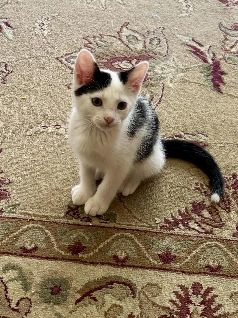 A baby medium-sized male Black & White / Tuxedo Domestic Short Hair cat named Cahoon for adoption in Trenton, NJ