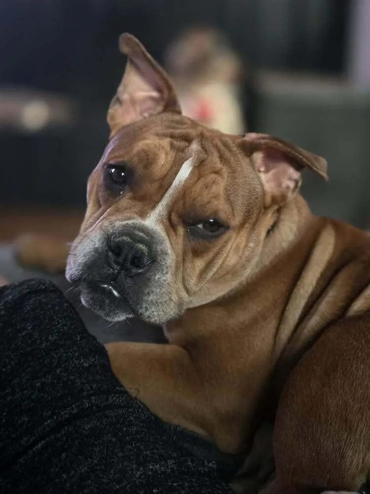 Louie Meatball Mcsnort thumbnail 2