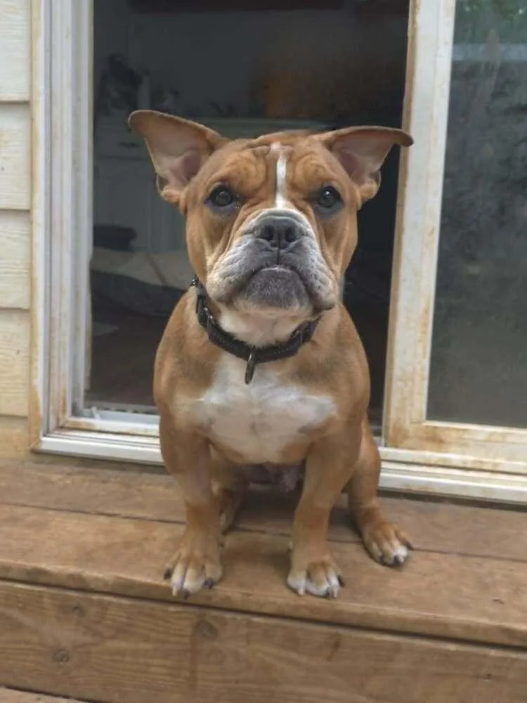 Louie Meatball Mcsnort thumbnail 3