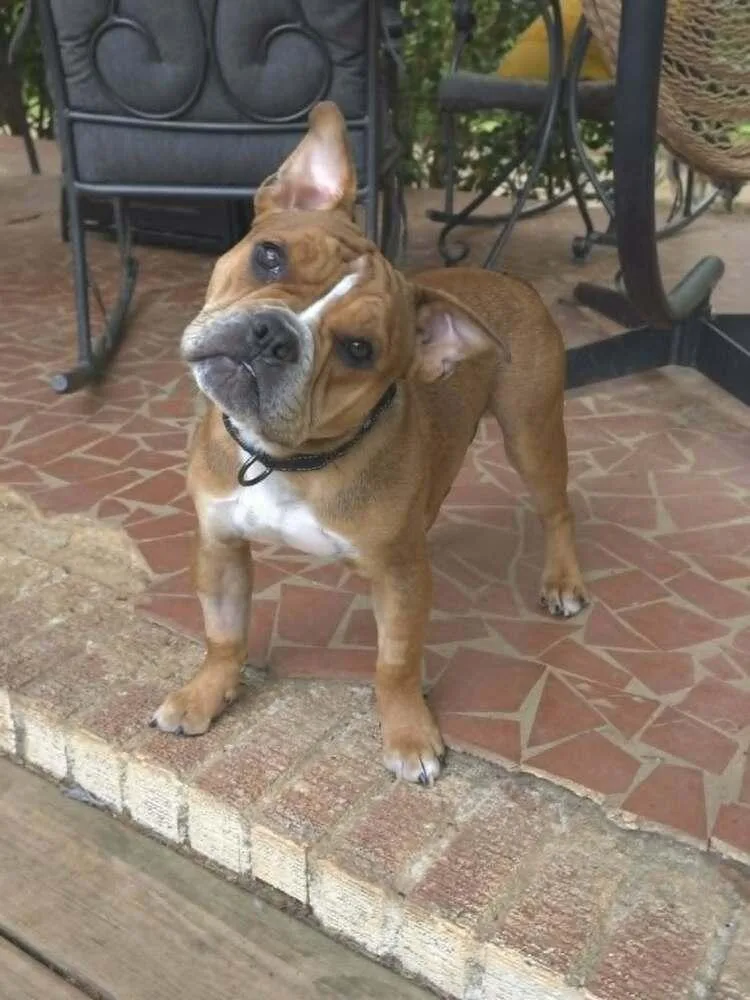 Louie Meatball Mcsnort thumbnail 4