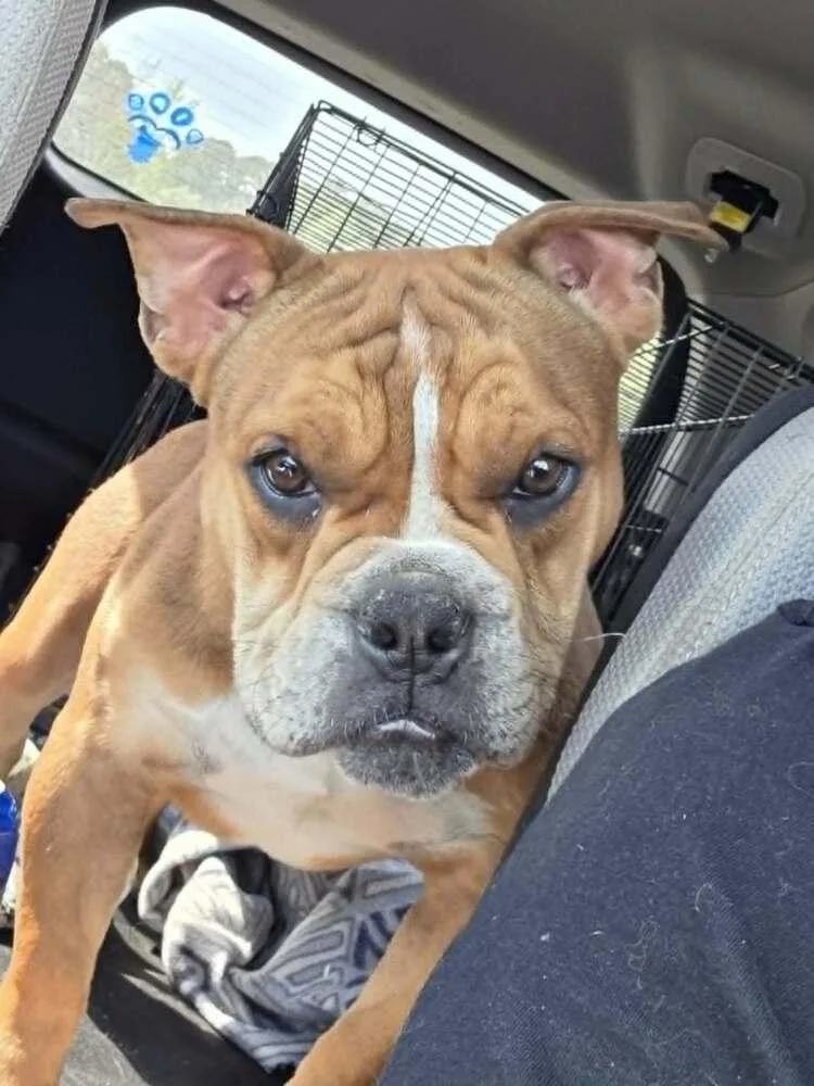 Louie Meatball Mcsnort thumbnail 6