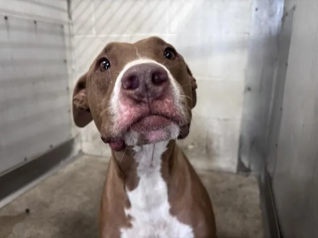 A young medium-sized male Pit Bull Terrier dog named Artemis for adoption in San Bernardino, CA