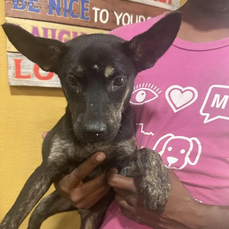 A baby medium-sized female Black Labrador Retriever dog named Lyra  Local October for adoption in Brookshire, TX