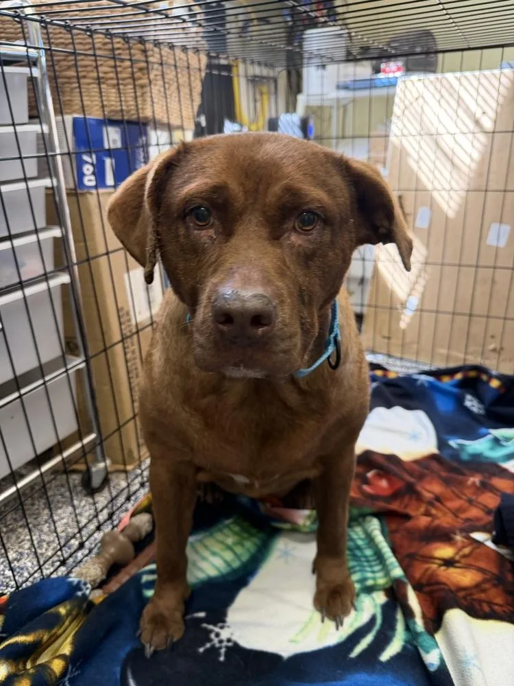 An adult medium-sized female Labrador Retriever dog named Jade for adoption in Lakeland, FL