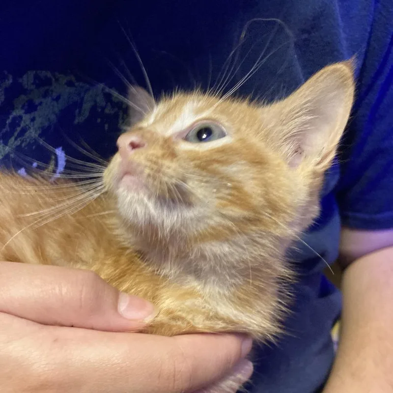 A young small-sized male Orange / Red Domestic Short Hair cat named Remy DyalSD for adoption in Tallahassee, FL