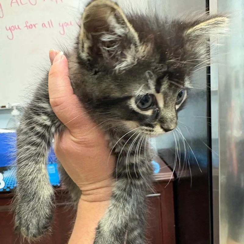 A baby small-sized female Brown / Chocolate Domestic Long Hair cat named Wanda for adoption in Royse City, TX