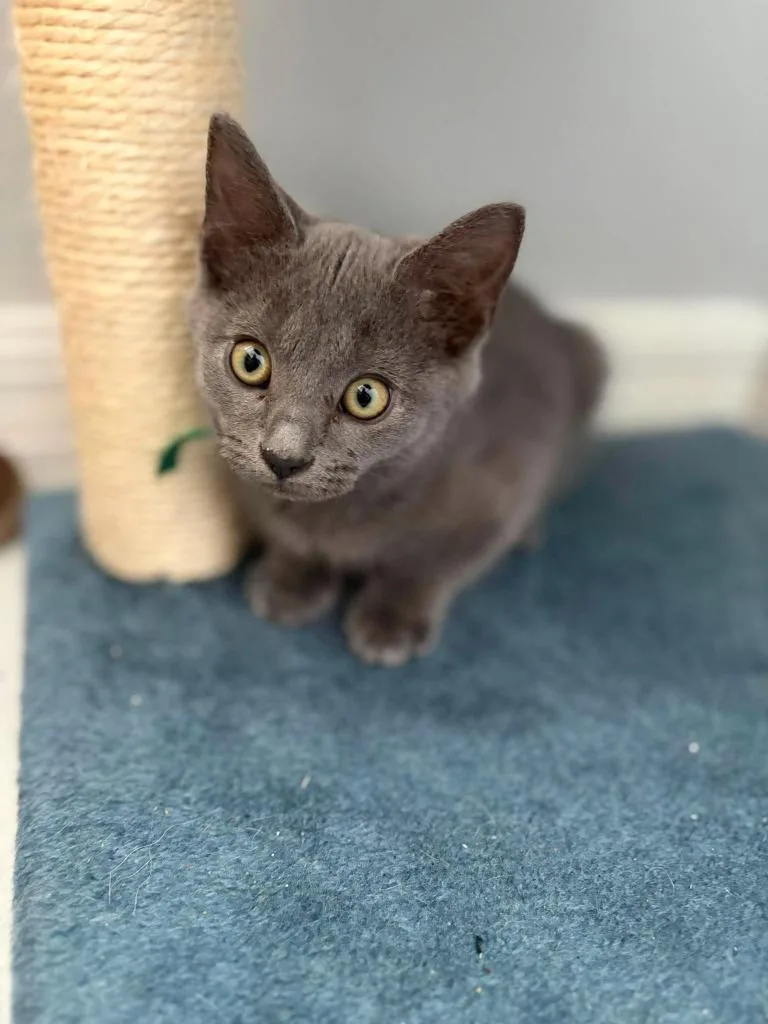 A baby small-sized female Domestic Short Hair cat named Goblin for adoption in Sebastian, FL