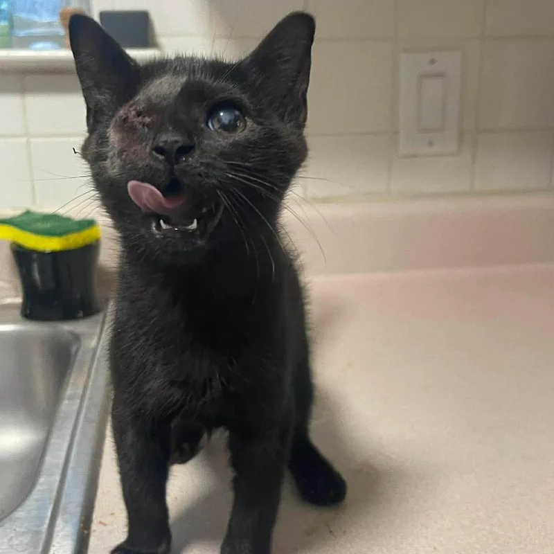 A baby small-sized male Black Domestic Short Hair cat named Mickey for adoption in Buffalo, MN