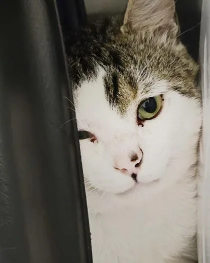 A young medium-sized male Domestic Short Hair cat named Lego for adoption in Fishers, IN