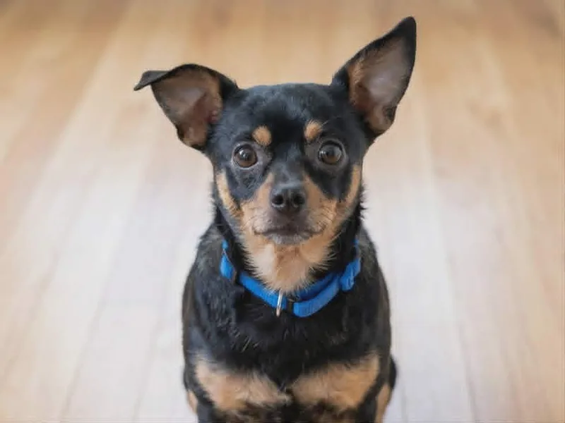A young small-sized male Chihuahua dog named Maxamillion for adoption in Anza, CA