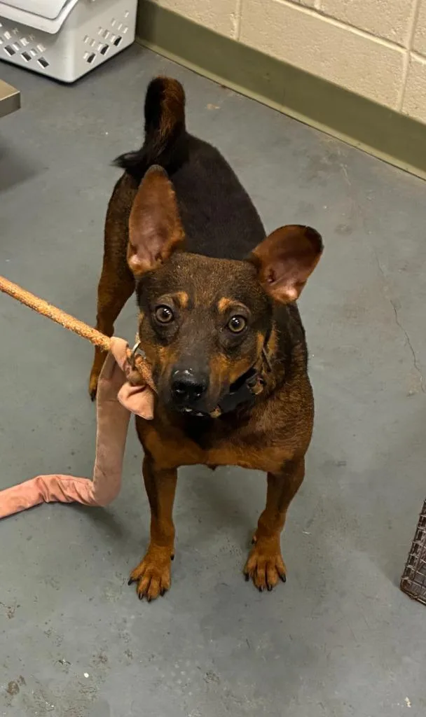 A young medium-sized male Terrier dog named Spud for adoption in Winder, GA