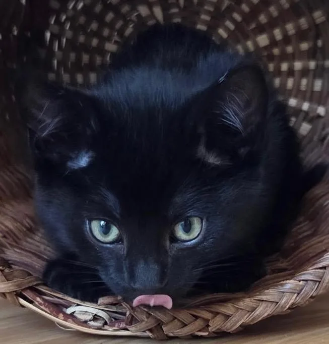 A baby medium-sized female Black Domestic Short Hair cat named Sally for adoption in Amery, WI