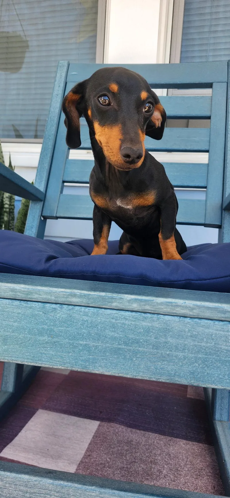 Penny