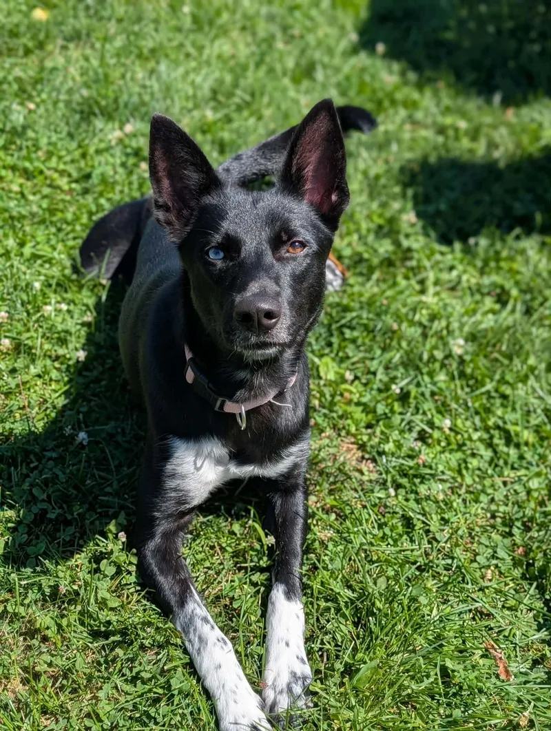 A young medium-sized female Black Shepherd dog named Roxie for adoption in Chambersburg, PA
