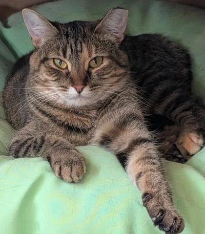 An adult medium-sized male Domestic Short Hair cat named Tigger for adoption in Shawano, WI