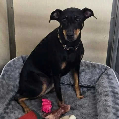 An adult medium-sized female Black Doberman Pinscher dog named Penny for adoption in Park Falls, WI