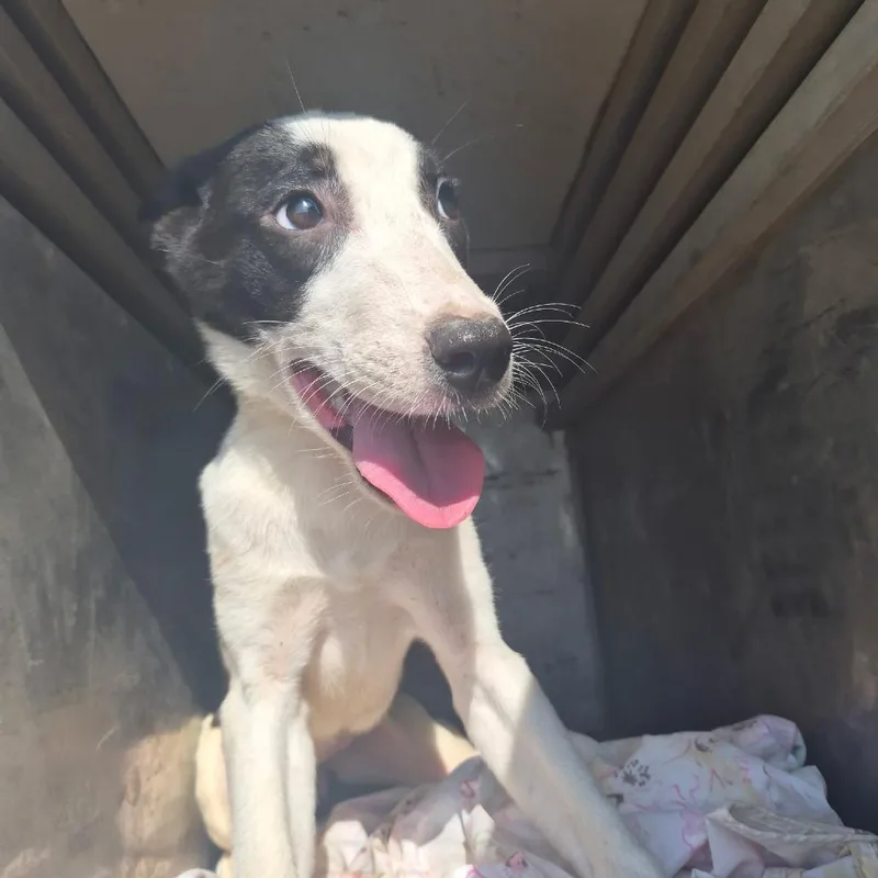 A young small-sized female White / Cream Mixed Breed dog named Mouzie for adoption in Durant, OK
