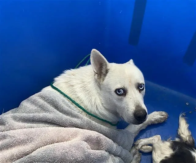 A young large-sized female Mixed Breed dog named Luna for adoption in Dallas, TX