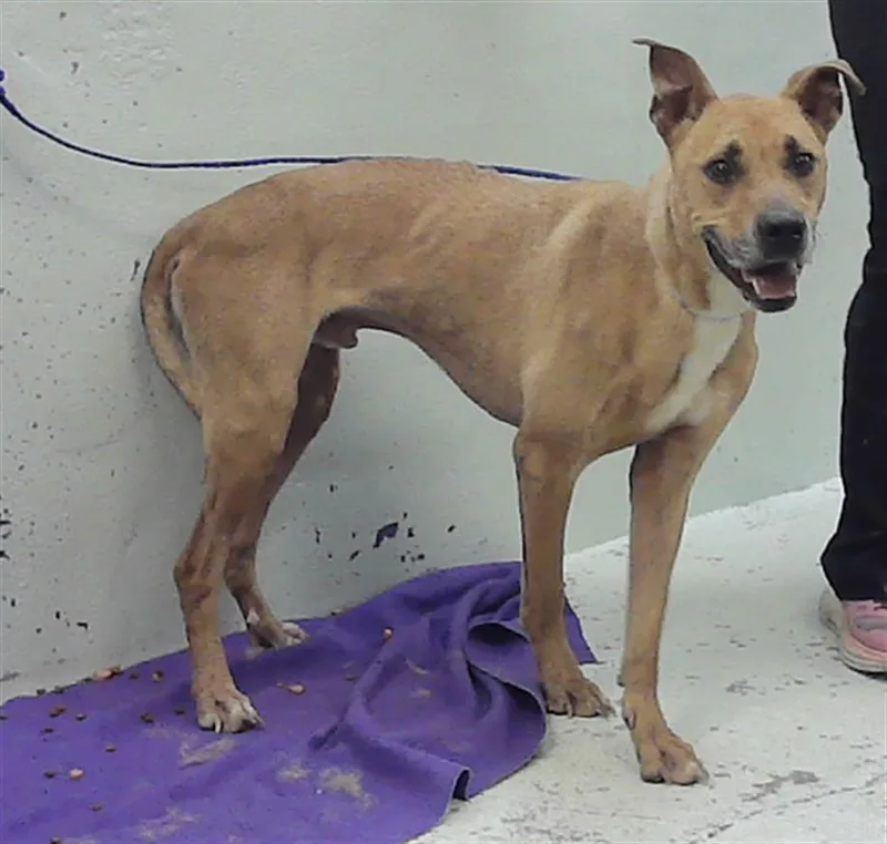 An adult medium-sized male Labrador Retriever dog named Cedar for adoption in Houston, TX