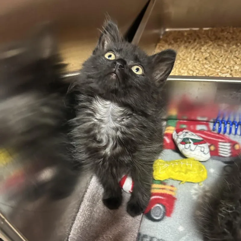 A baby small-sized female Black Domestic Medium Hair cat named Torpedo for adoption in Pensacola, FL