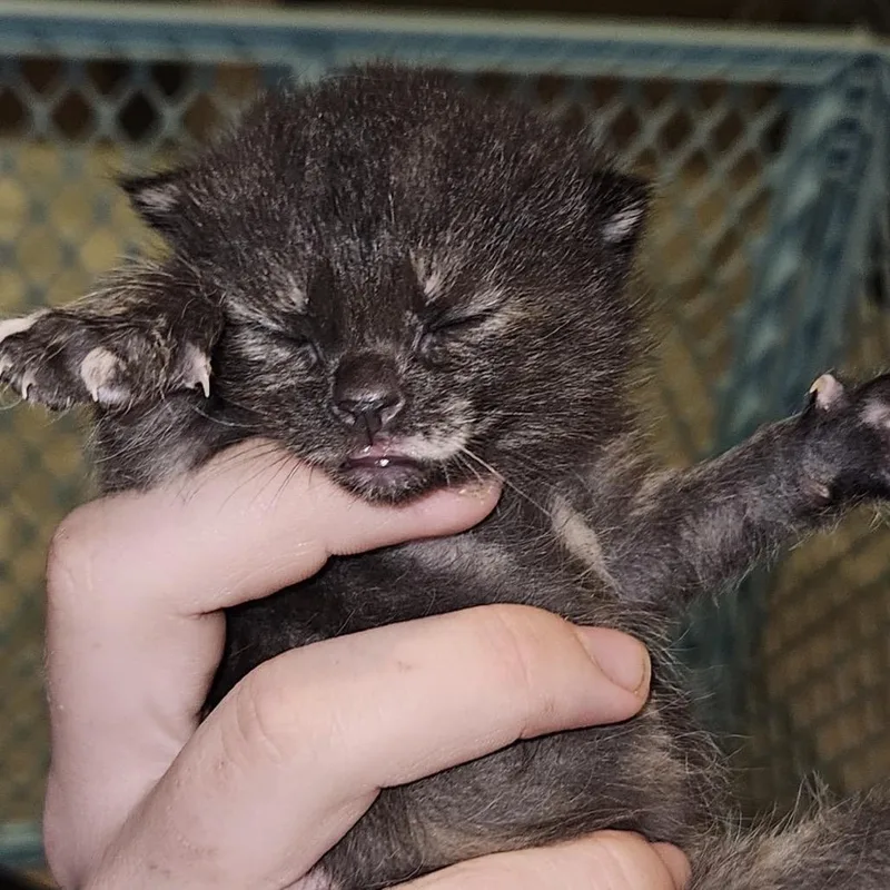 A baby small-sized female Black Domestic Short Hair cat named Margarita for adoption in Inman, SC