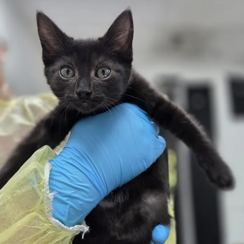 A baby small-sized female Black Domestic Short Hair cat named Mercury for adoption in Incline Village, NV