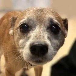 A senior medium-sized female Chihuahua dog named Freckles for adoption in Brenham, TX