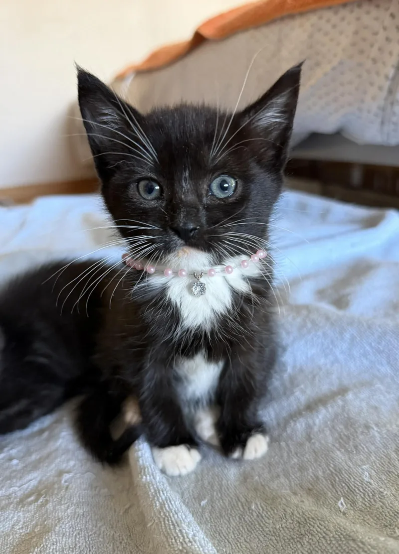 A baby medium-sized female Black Domestic Short Hair cat named Pink Rosie Bonded Wtoby for adoption in San Jose, CA