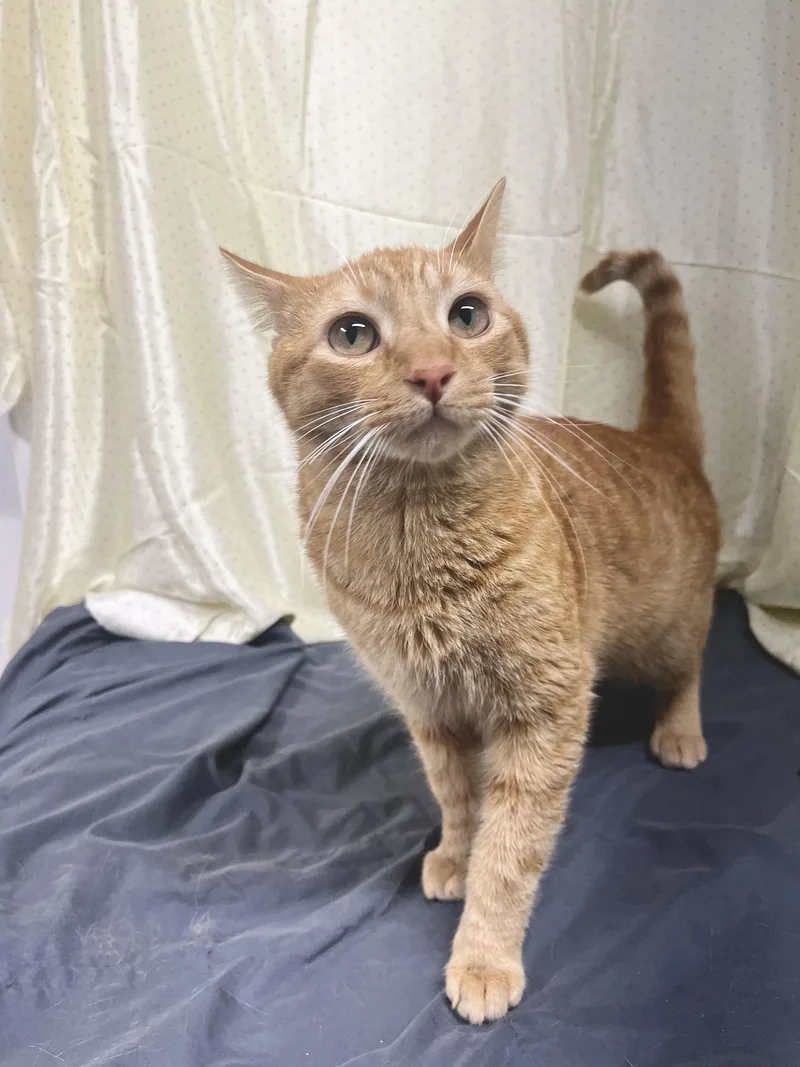 An adult medium-sized male Orange / Red Domestic Short Hair cat named Maverick for adoption in Upper Sandusky, OH